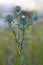 Carlina vulgaris or Carline thistle, family Asteraceae Compositae.