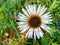 Carline thistle - Carlina acaulis close up