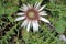 Carlna acaulis- Dolomite`s wild flowers