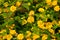 Carlsbad California Flower Fields.