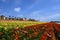 Carlsbad Flower Fields