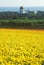 Carlsbad Ranch, Ranunculus, San Diego, CA