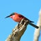 Carmine bee eater