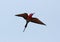 Carmine Bee-eater