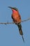 Carmine bee-eater against blue sky