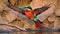 Carmine bee eater flying