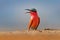 Carmine Bee-eater, Merops nubicoides, Zambezi, Mana Pools NP, Zimbabwe in Africa. Wildlife scene from Africa. Portrait of pink red