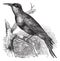 Carmine Bee-eater Merops nubicus or Nubian Bee-eater vintage engraving