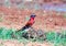 Carmine Bee eater perched on elephant dung in zimbabwe