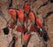 Carmine bee eaters