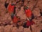 Carmine bee eaters at nesting site