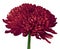 A carmine Chrysanthemum flower isolated on a white background. Close-up.