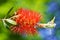 Carmine cylinder cleaner, Callistemon citrinus.