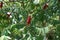 Carmine fruit clusters in the leafage of Rhus typhina