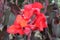 Carmine red flower