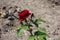Carmine red flower of rose