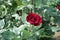 Carmine red flower of rose in the garden