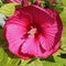 Carmine red Hibiscus moscheutos flower