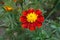 Carmine red and yellow flower head of Tagetes patula in July