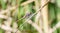 Carmine Skimmer Orthemis discolor Dragonfly Perched on a Dried Woo d Branch