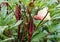 Carmine Splendor red okra with yellow flower