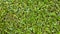 Carmona retusa fukien tea tree green plant background.Green leaf small in garden outdoor.Nature grass Eco environment texture.