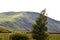 Carn Chois: hill at Loch Turret, Crieff, Perthshire, Scotland with lone Silver Birch tree