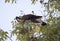 Carnaby\'s Black Cockatoo in Pecan Nut tree in autumn.