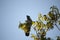 Carnaby\'s Black Cockatoo in Pecan Nut tree in autumn.