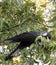 Carnaby\'s Black Cockatoo in Pecan Nut tree in early morning in autumn.