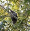 Carnaby\'s Black Cockatoo in Pecan Nut tree in early morning in autumn.