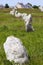 Carnac stones