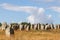 Carnac stones - Alignments of Kermario - rows of menhirs in Brittany