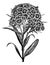 Carnation Barbu Dianthus barbatus or Sweet William. vintage engraving