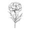 Carnation Biloba Line Illustration