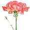 Carnation Clove red Watercolor. Isolated flower and burgeon on white background.