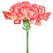 Carnation Clove red Watercolor. Isolated flower on white background.