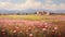 Carnation Field In Provence Morning