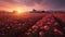 Carnation Field In Provence Morning