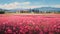 Carnation Field In Provence Morning