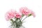 Carnation flover in the vase on a white background. Dianthus caryophyllus