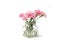 Carnation flover in the vase on a white background. Dianthus caryophyllus