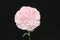 Carnation Flower.