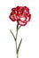 Carnation flower closeup isolated