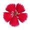 Carnation flower crimson red color isolated