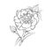 Carnation flower pencil art, Black and white outline vector coloring page and book for adults and children flowers carnation