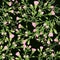 Carnation flowers on a dark background. Seamless background. Branches with buds and leaves.