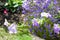 Carnation flowers in a flowerpot Flowers in a flower pot