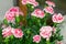Carnation flowers in pink with white border (Dianthus caryophyllus) blooming during summer