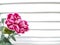 Carnation in front of horizontal window lines